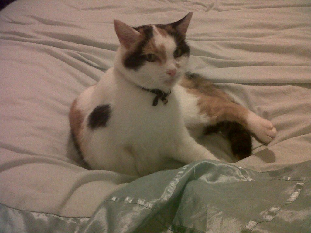 A white tortoiseshell cat sitting on a bed looking at the camera.